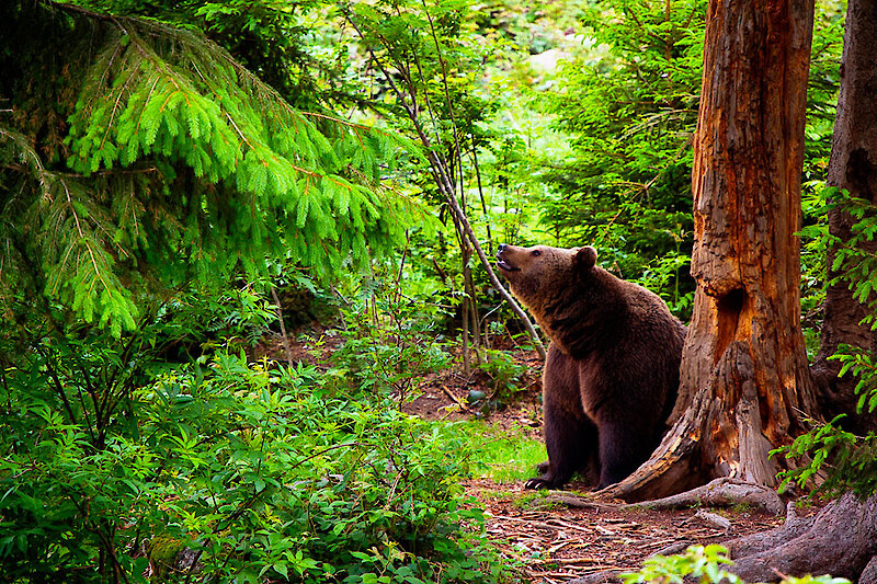 Tierfreigehege Nationalpark Bayerischer Wald